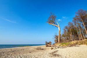Landschaft an der Küste der Ostsee in Graal-Müritz
