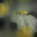 Colorful yellow dead-nettle IV von Paul de Vos Miniaturansicht