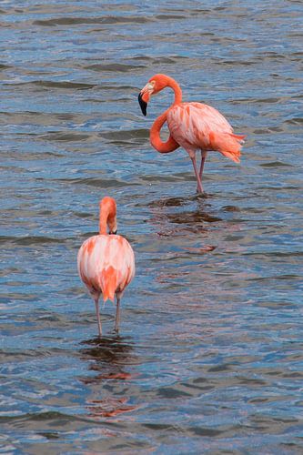 Flamingo's van Bonaire