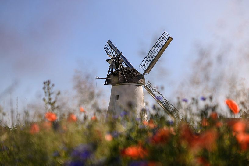 Windmolen in het papaverveld van Kurt Krause