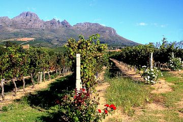 Wijngaard in Zuid-Afrika van Thomas Zacharias