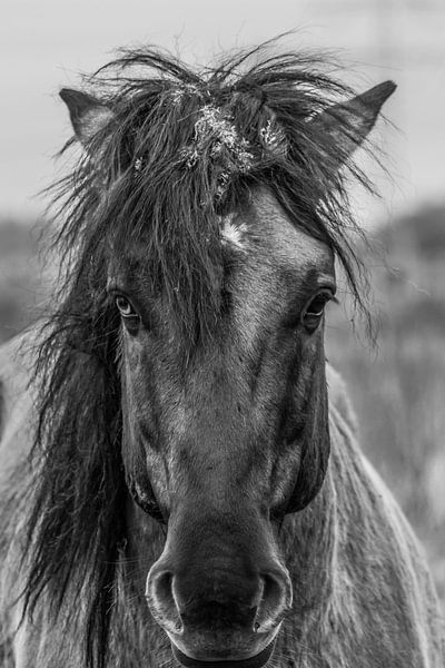 wild horse van Van Karin Fotografie