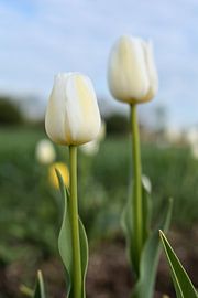 Tulips in bloom on a tulip field by Heiko Kueverling