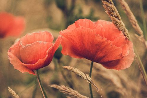 Poppies