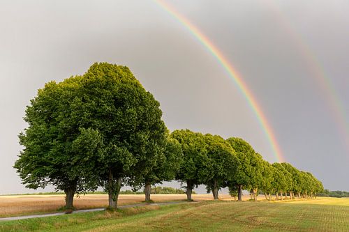 Allée des tilleuls de Skåne