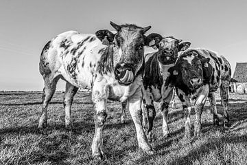 Portrait of a cow by Rik Verslype