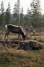 Die Kraft des Nordens | Vertikales Porträt eines Berg-Rentiers von Dylan Winter Visuals