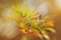 Herbstblätter von LHJB Photography Miniaturansicht