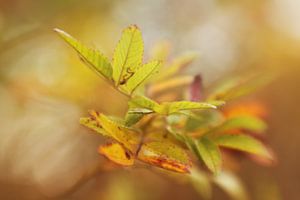 Feuilles d'automne sur LHJB Photography