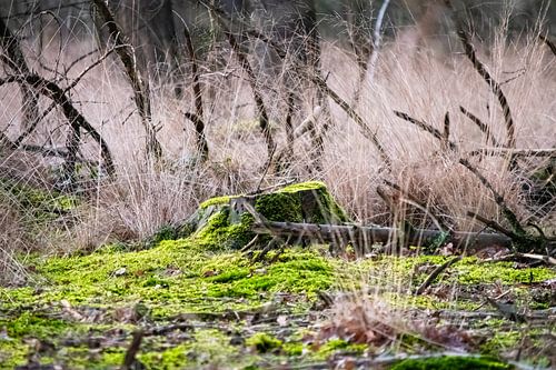 Rustplaats in het bos