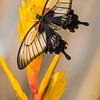 Papilio memnon agenor van Willem  Bentink