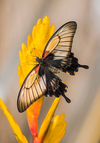 Papilio memnon agenor van Willem  Bentink