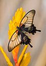 Papilio memnon agenor van Willem  Bentink thumbnail
