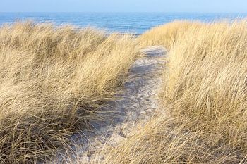 Dune landscape on the Baltic Sea