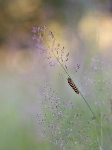 Rups sur Jacqueline Heemskerk