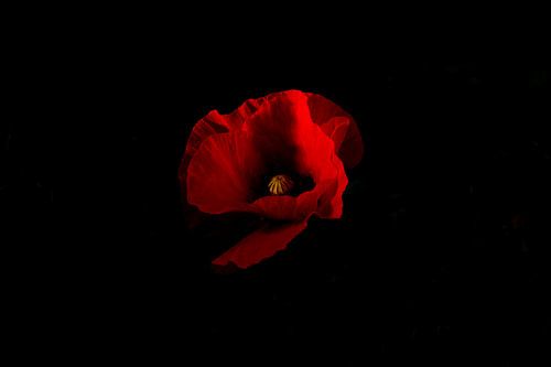 rode klaproos met zwarte achtergrond