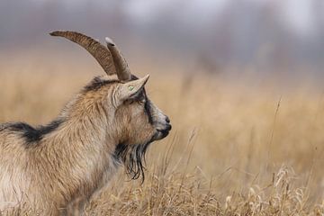 Nederlandse landgeit nabij het Zuidlaardermeer von Karin van Rooijen Fotografie