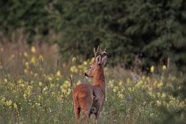 "Rehe wandern durch die Blumenfelder" von Stijn-wildlifephotography