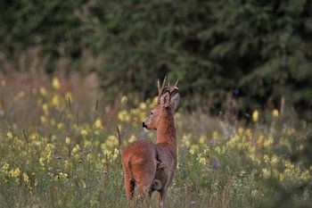 "Roe deer wandering through the flower fields"