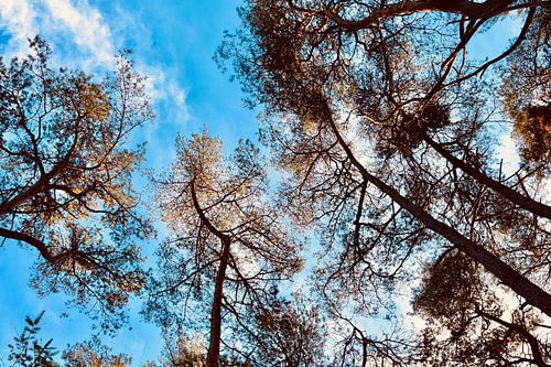 Arbres