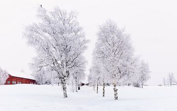Bomenlaan in Noorse winter