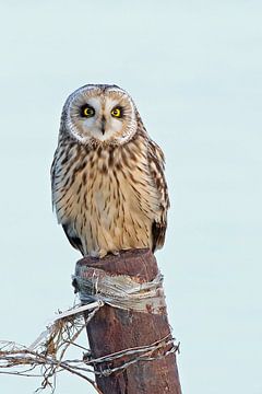 Short-eared owl on pole by Laura Burgman