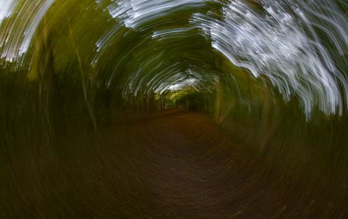 Struinen door het bos