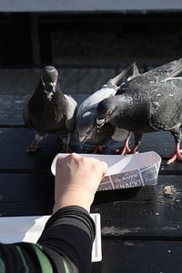 Tauben beim Snacken von Alie Ekkelenkamp