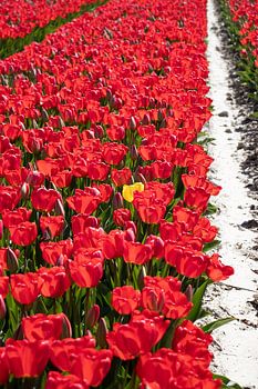 Étranger en terre étrangère