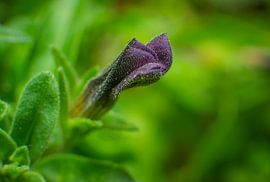 Macro purple mini petunia van Johan Slagers
