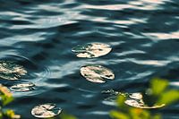 Nénuphars dans l'étang