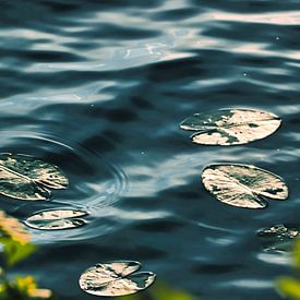 Waterlelies in de vijver van stewic_