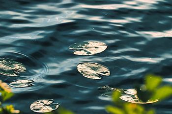 Nénuphars dans l'étang