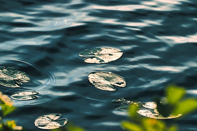 Seerosen im Teich an einem schönen Sommertag von stewic_