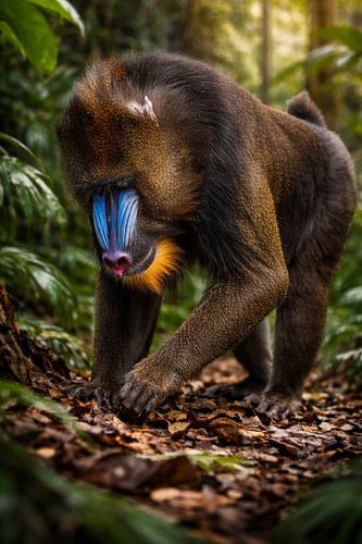 mandril aap zoekt voedsel