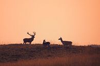 Edelherten in de ondergaande zon by Evert Jan Kip thumbnail