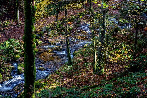 Automne dans la Forêt-Noire