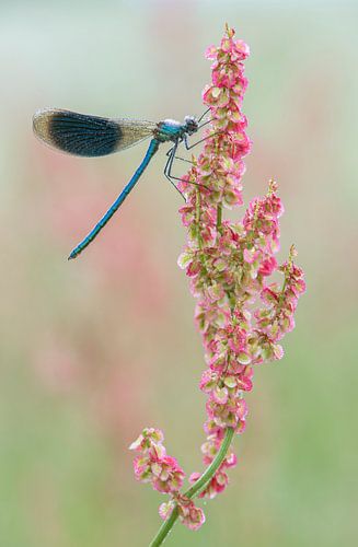 meadow damselfly hanging on sorrel