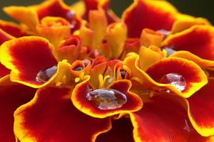 Bloem in de regen