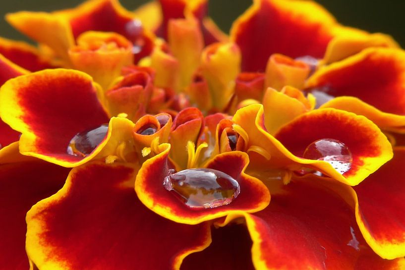 Blume im Regen von Henk Egbertzen