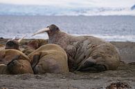 Walrus van Merijn Loch thumbnail