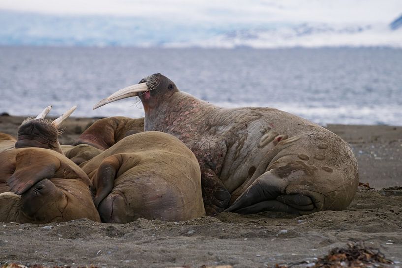 Walrus by Merijn Loch