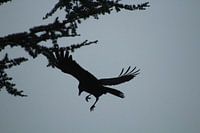 vogel in de aanval
