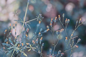 Kleine Blüten von Christine Bässler