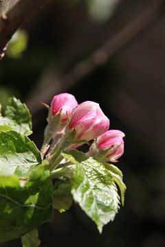 Appelbloesem van Heleen Harmsen