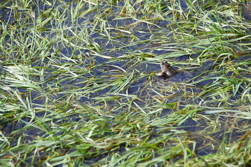 Picture frog by Niendem