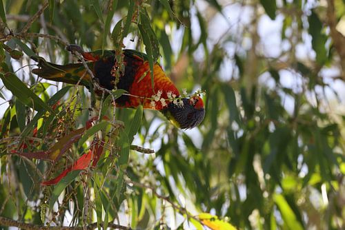 Regenbooglori (Trichoglossus moluccanus), Queensland, Australië