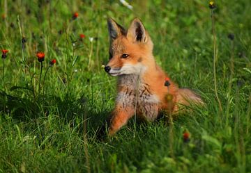 A young fox in a field by Claude Laprise