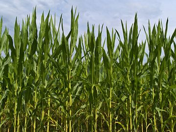 The cornfield by Timon Schneider