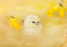 Lente kuiken by Leora Kalisvaart